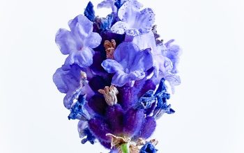 Flower of Time: France’s Lavender Festival, Bathing in the Aromatic Splendor of Lavender Fields