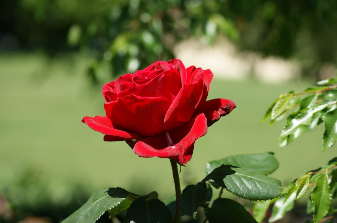 Grand Floral Parade: USA’s Rose Chariot Procession, Admiring Vibrant Blossoms and Creative Floats