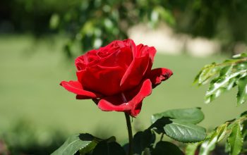Grand Floral Parade: USA’s Rose Chariot Procession, Admiring Vibrant Blossoms and Creative Floats