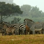 Safari Chronicles: Witnessing the Majesty of South Africa’s Serengeti