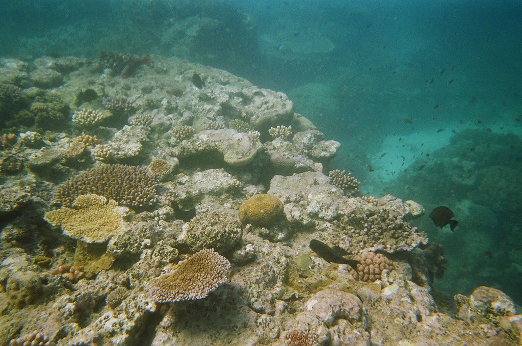 Discovering the Symphony of Life: An Exploration of the Great Barrier Reef's Breathtaking Biodiversity