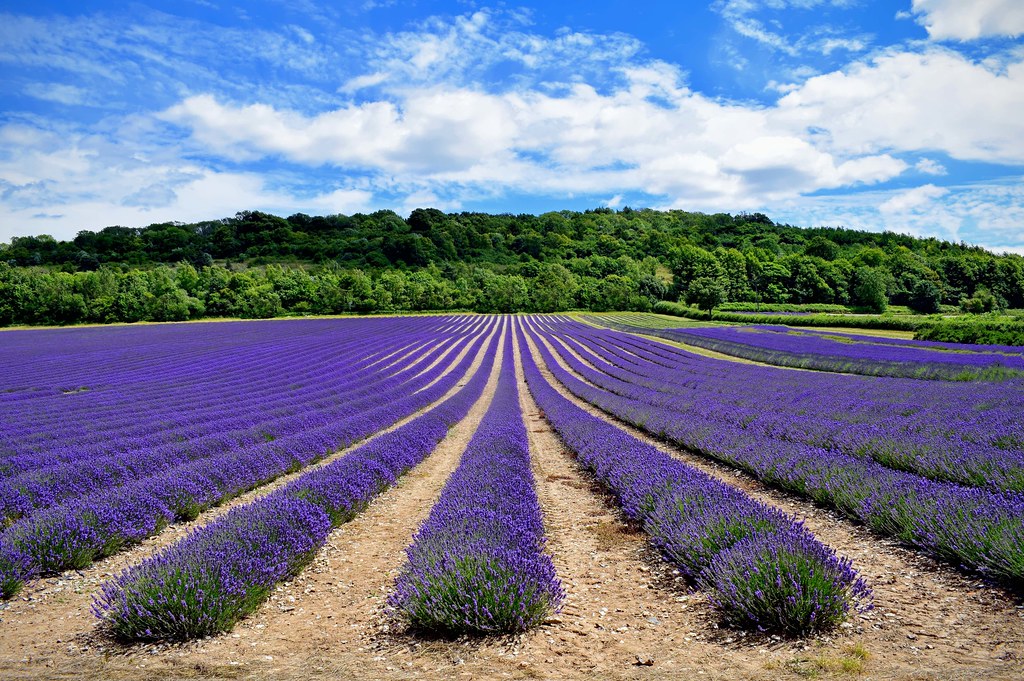 Bathing in Purple Bliss: Exploring the Beauty and Fragrance of France's Lavender Festival