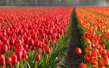 Blooms and Blossoms Tour: Discovering Spring Flower Fields and Gardens, From Tulip Fields to Canola Blooms