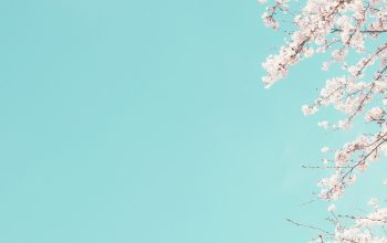 Cherry Blossom Odyssey: Exploring the World’s Most Beautiful Cherry Blossom Sites, Tips for the Best Viewing Times and Locations