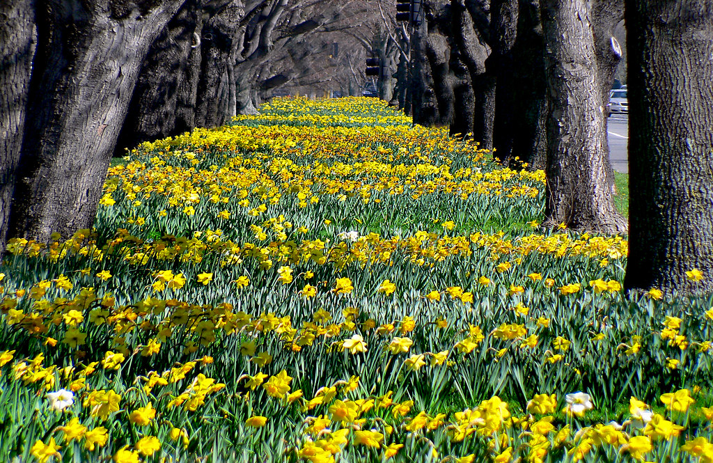 Spring's Bounty: Exploring the Vibrant Palette of Seasonal Ingredients