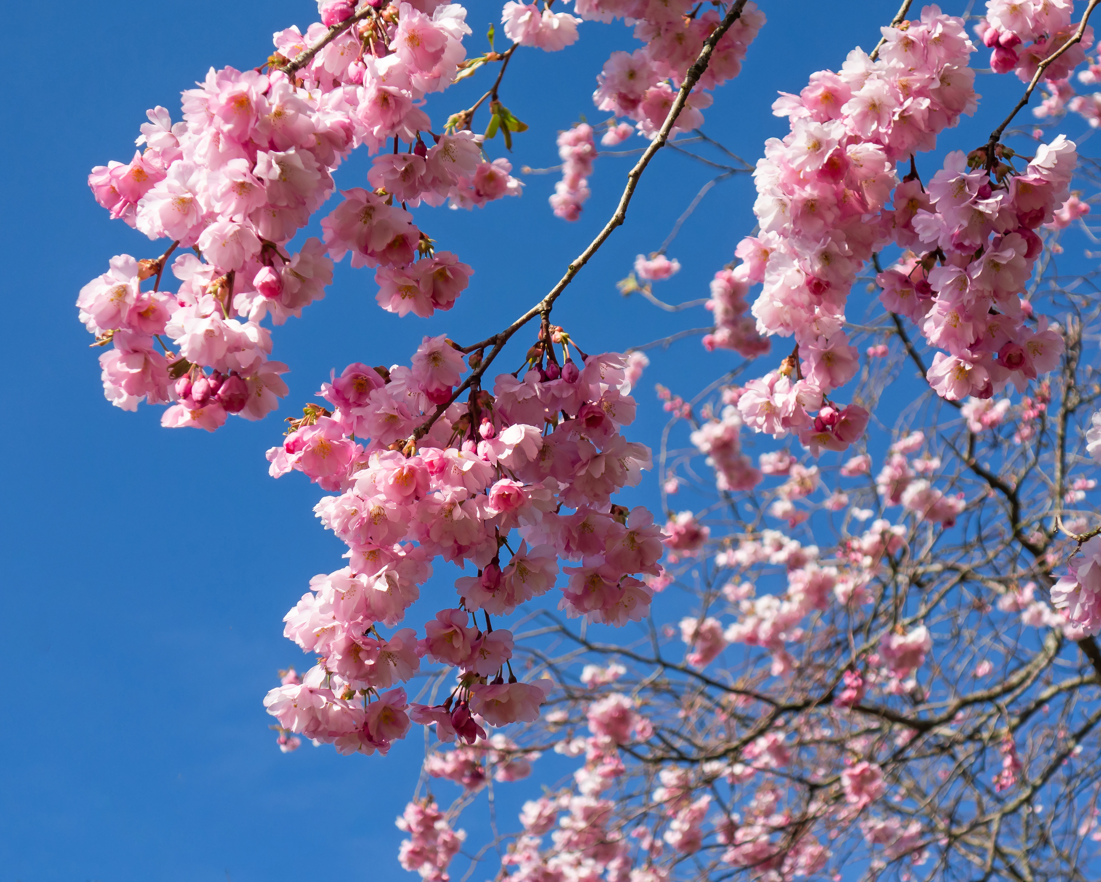 1. Embracing Nature's Ephemeral Masterpieces: A Journey through the Enchanted Cherry Blossom Gardens