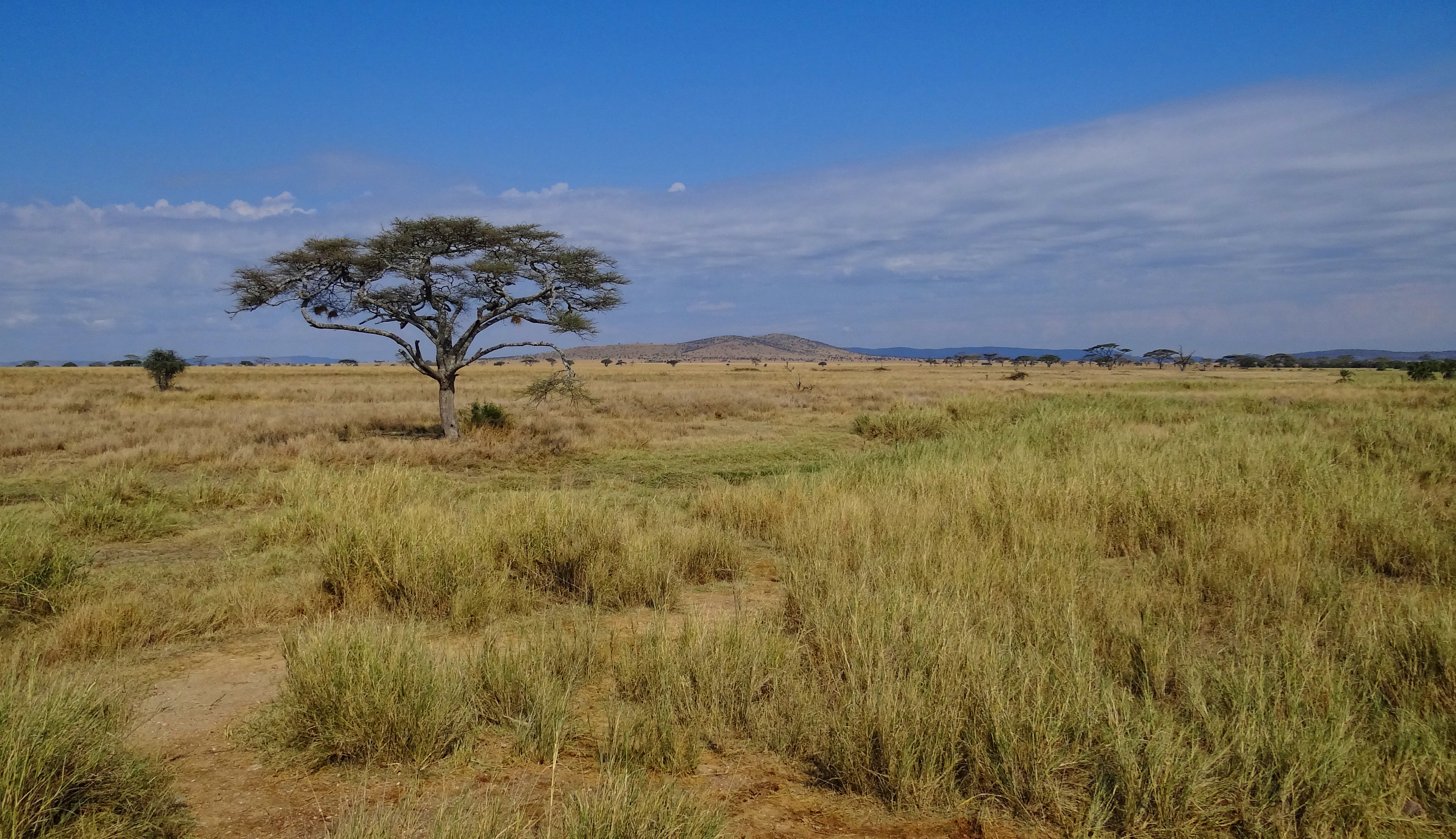 Unforgettable Experiences: Immerse Yourself in the Local Culture and Rich History of the Serengeti