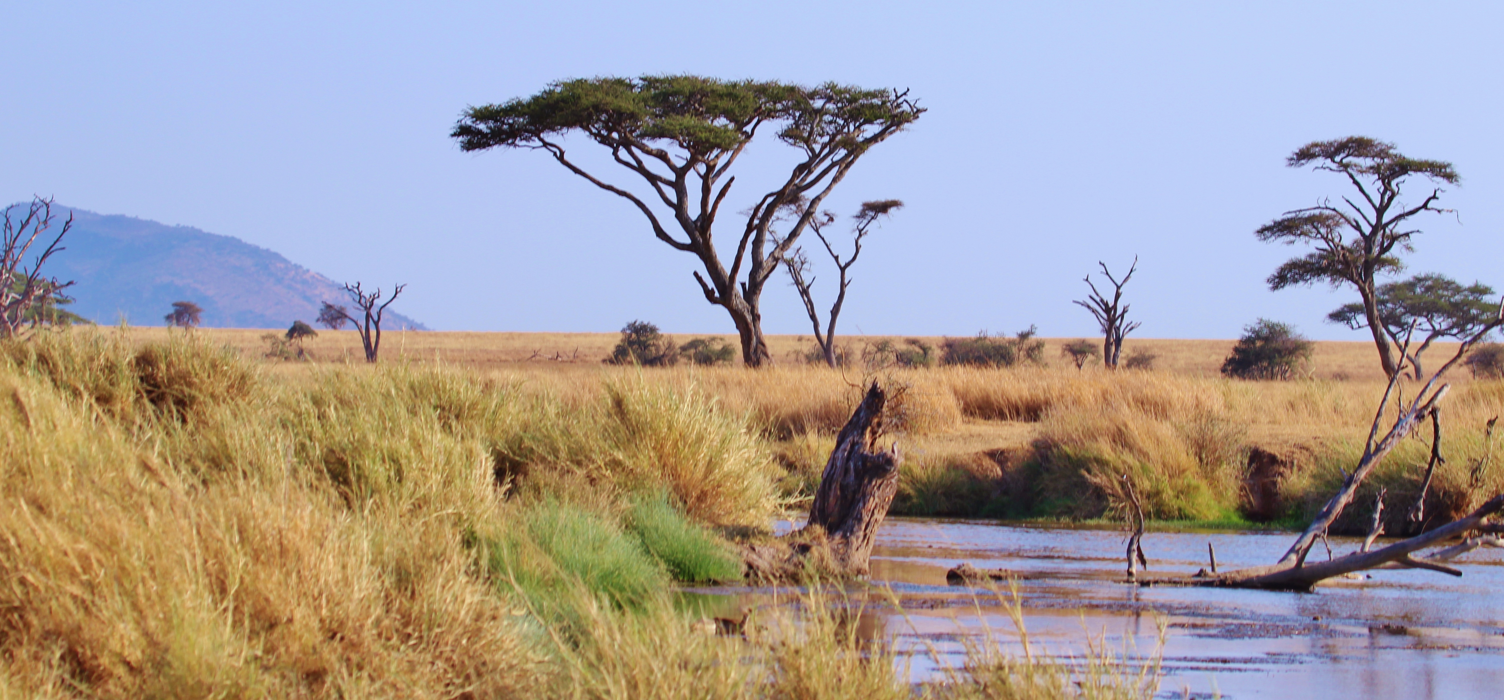 Best Times to Visit: Expert Tips to Optimize Your Safari Adventure in the Serengeti