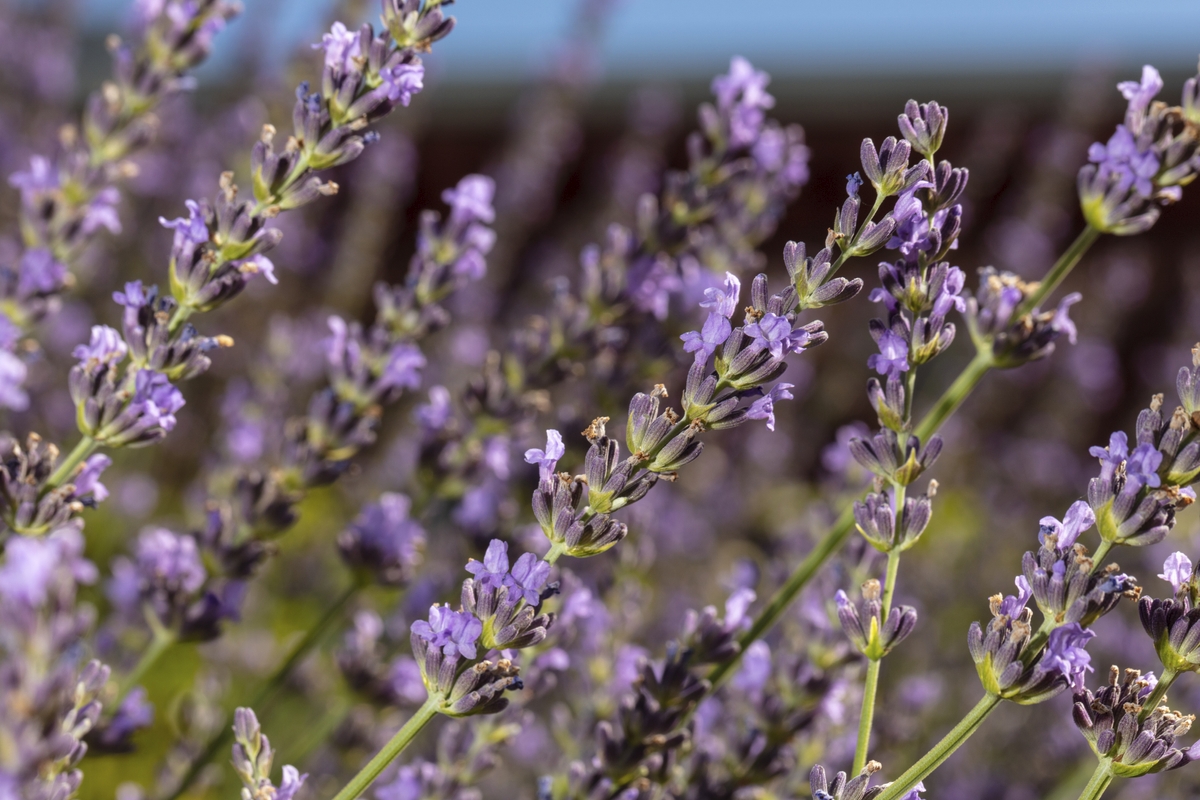 Immersing in Lavender Fields: A Breathtaking Experience for the Senses