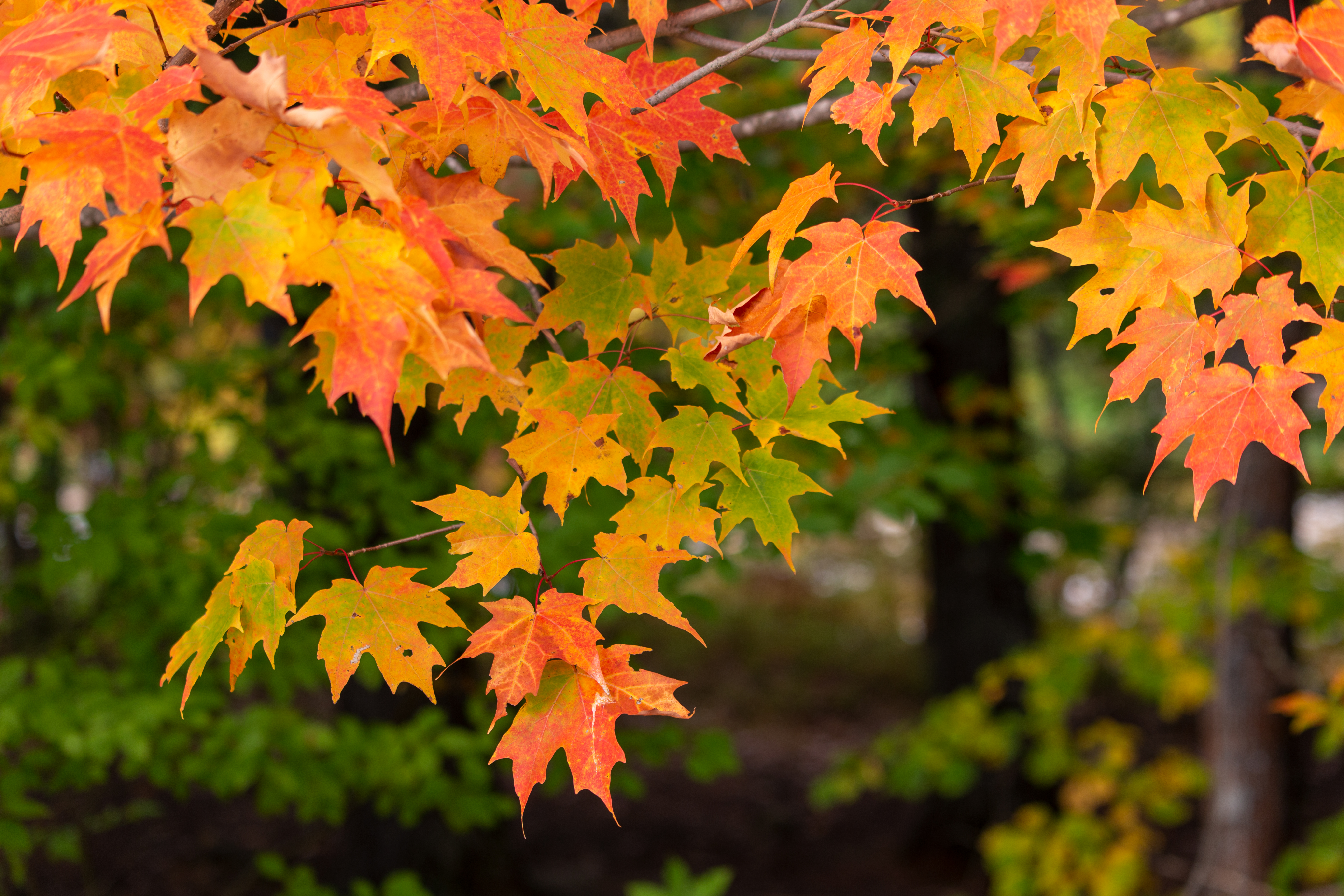 1. Embrace the Tranquility of Autumn at These Scenic and Serene Campgrounds