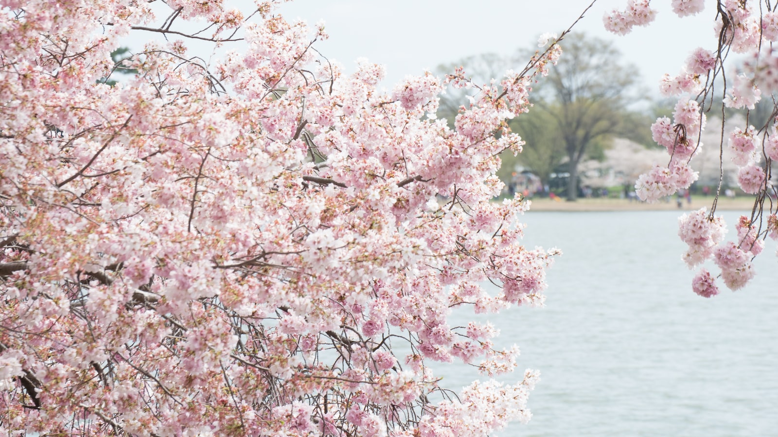 2. Unlocking the Secrets of Optimal Cherry Blossom Viewing: Timing and Location Recommendations