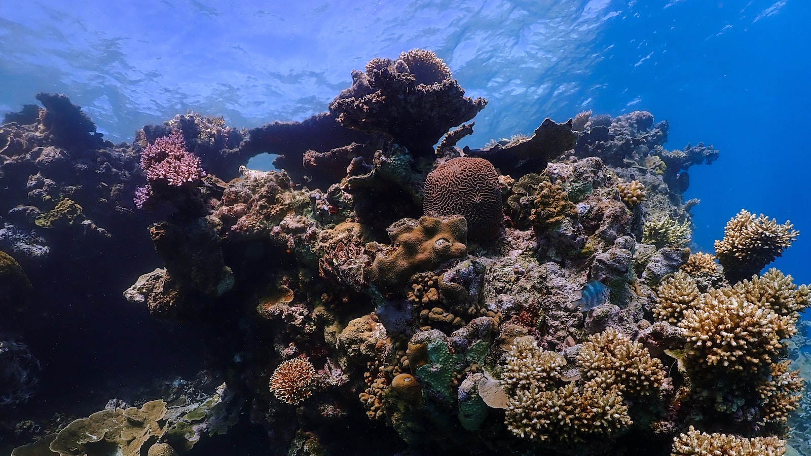 Intriguing Encounters: A Guide to Spotting and Interacting with the Great Barrier Reef's Fascinating Marine Fauna