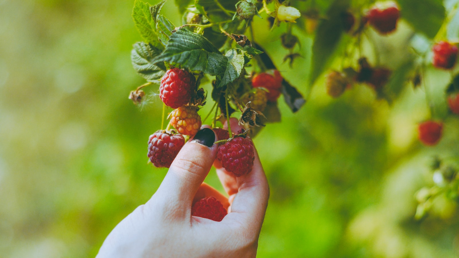2. From Farm to Plate: Unleashing the Joy of Fruit Picking and Savoring the Freshest Flavors