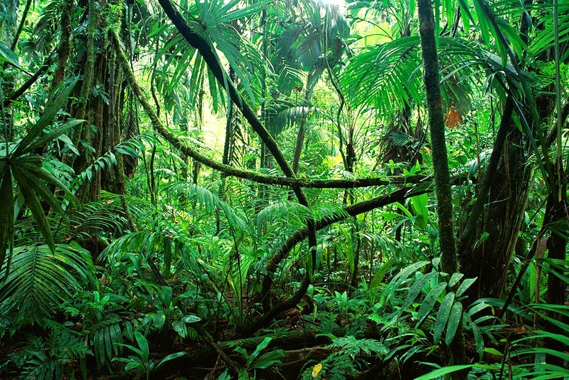 Into the Heart of the Jungle: Discovering the Mysteries and Wonders of Tropical Rainforests